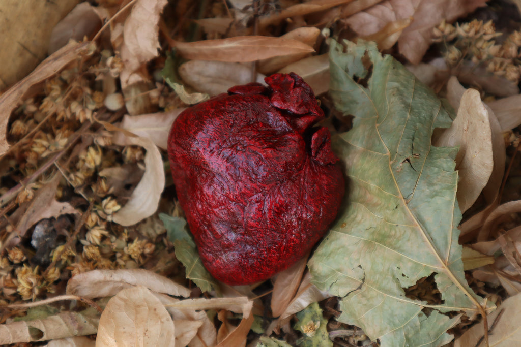 Reserved for Xana - Dry Preserved Coyote Heart