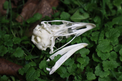 Chicken Skull with Sclerotic Rings
