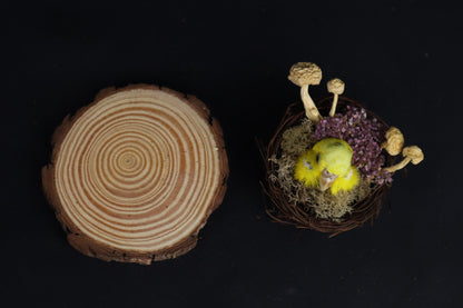 Reserved for Amanda -Taxidermy Budgerigar Head Sculpture