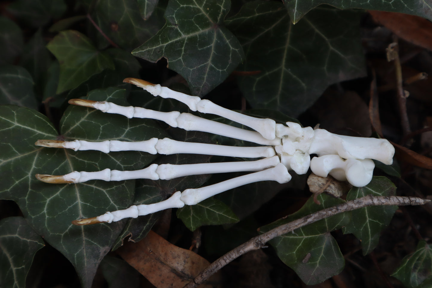 Raccoon Paw Articulation