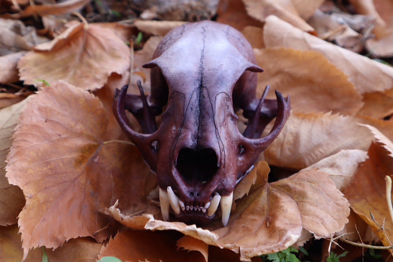 Reserved for Allie - Naturally Stained Alaskan Lynx Skull