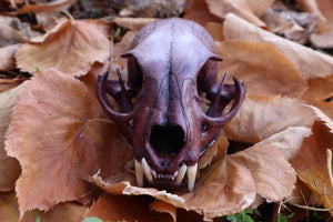 Reserved for Allie - Naturally Stained Alaskan Lynx Skull