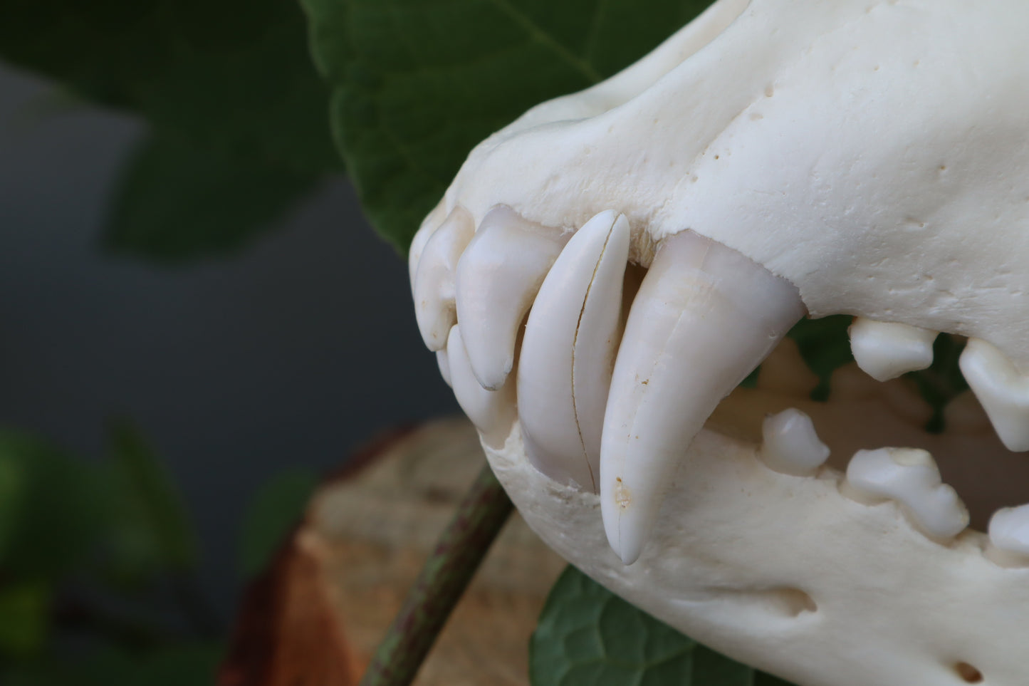Gray Wolf Skull