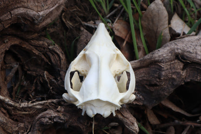 Juvenile Opossum Skull