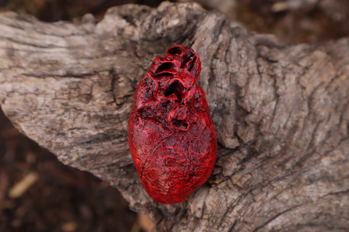 Reserved for Taryn - Dry Preserved Bobcat Heart