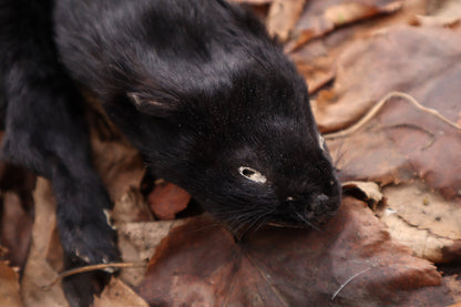 Black Mink Lifesize Pelt