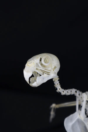 Reserved for Amanda - Articulated Parakeet Skeleton with Sclerotic Lenses