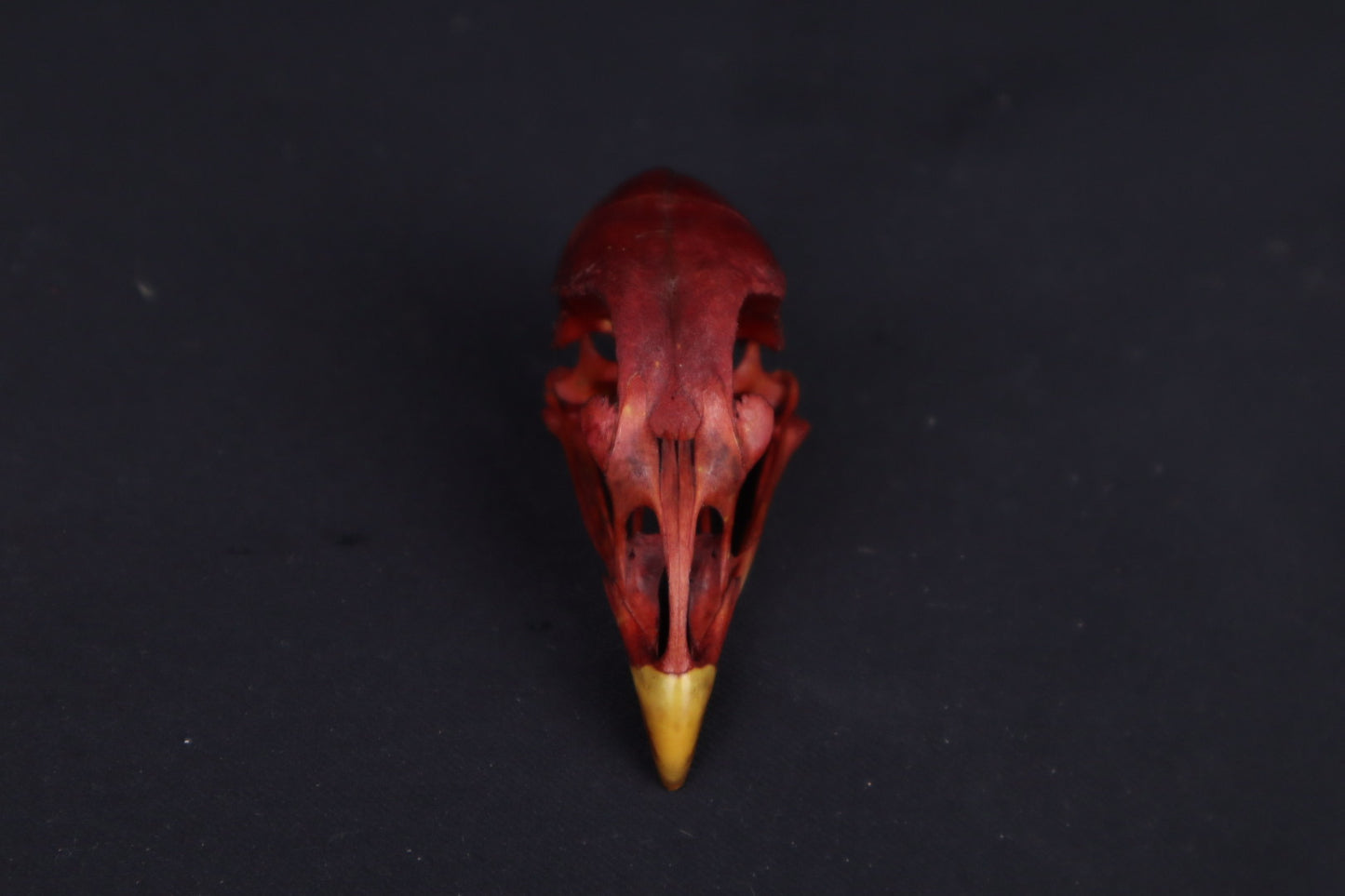 Craft Naturally Stained Chicken Skull