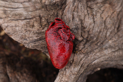 Reserved for Taryn - Dry Preserved Bobcat Heart