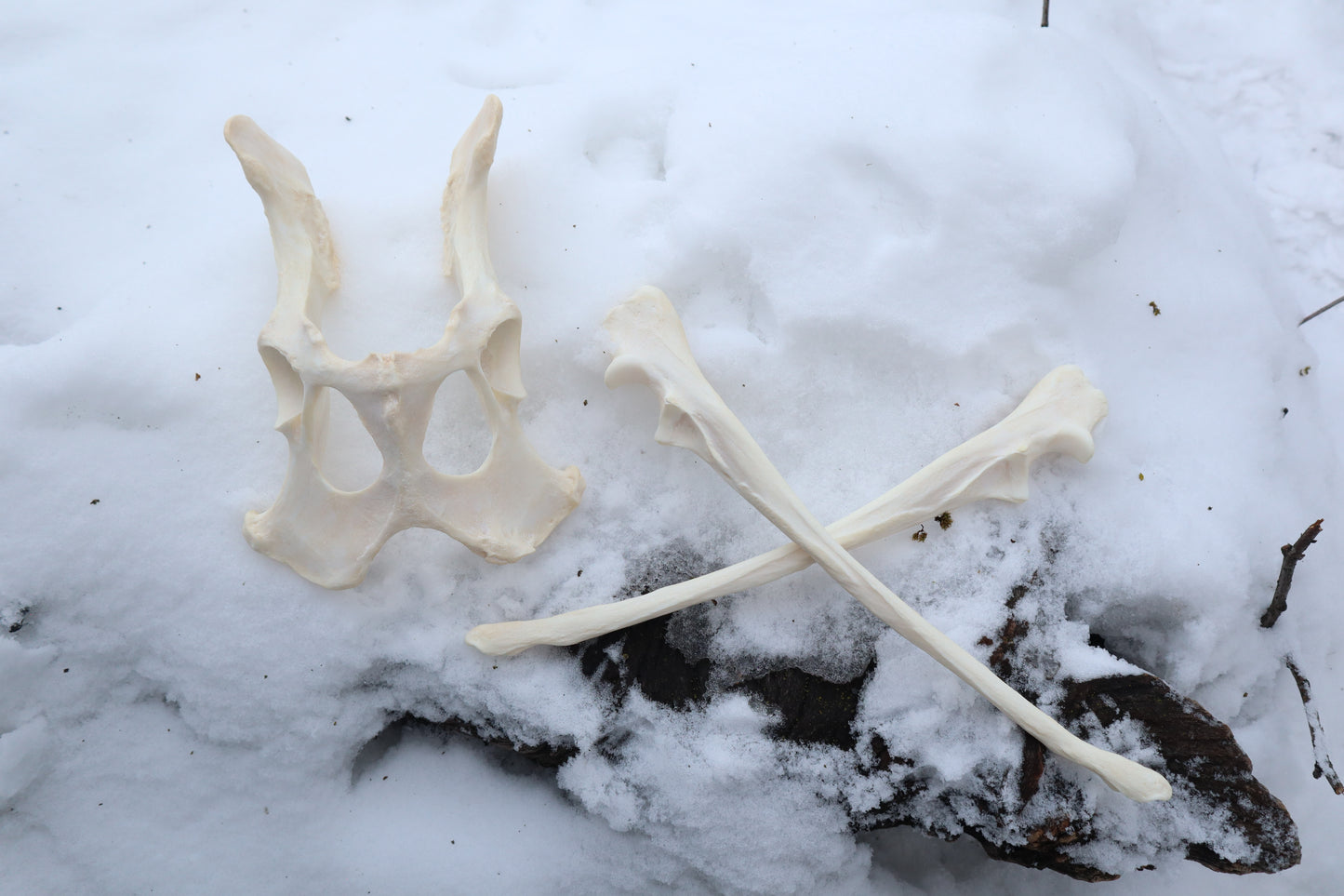 Reserved for Shayne - Gray Wolf Bones