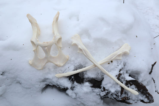 Reserved for Shayne - Gray Wolf Bones