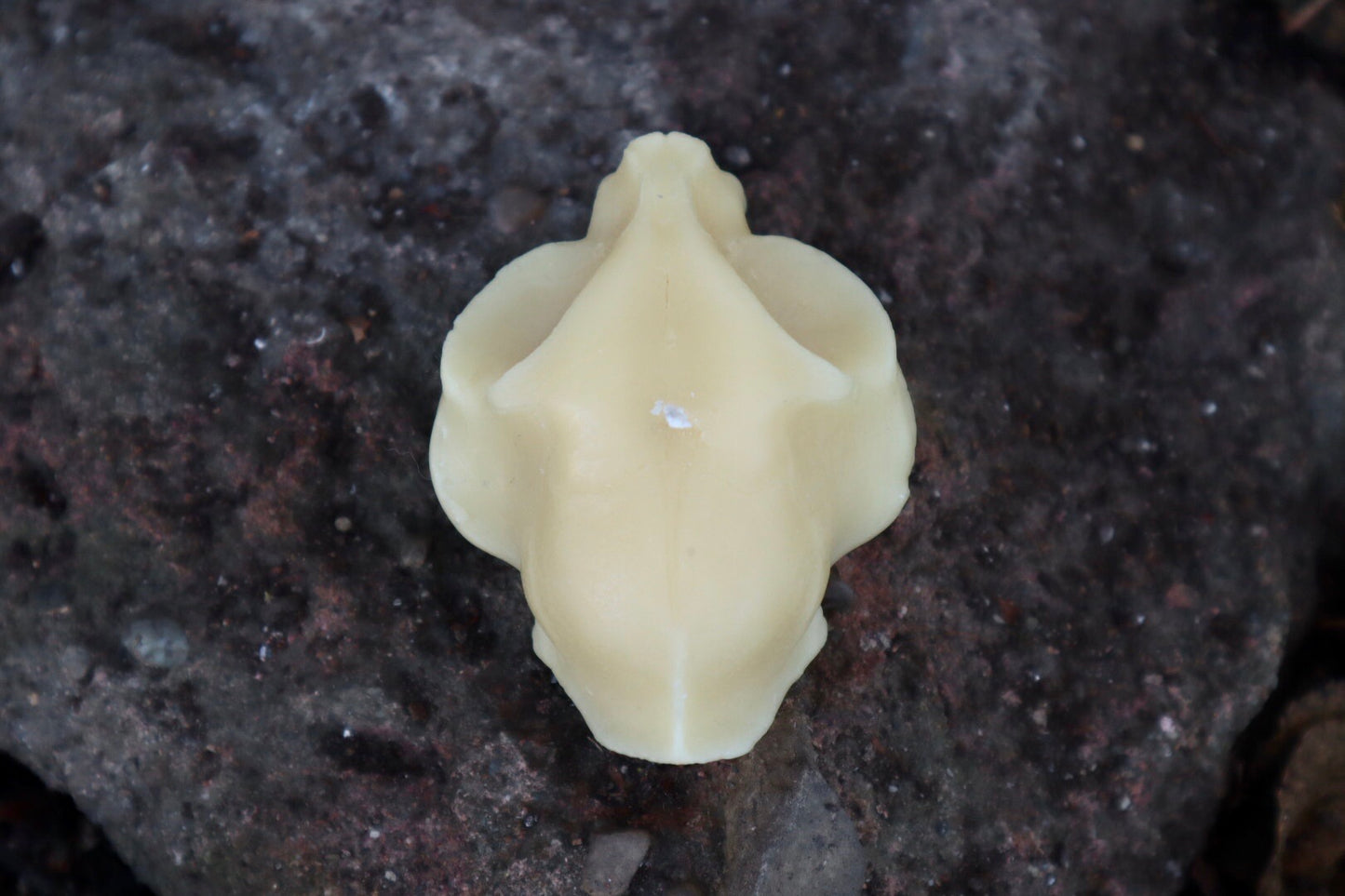 Cat Skull Candle - Natural Beeswax