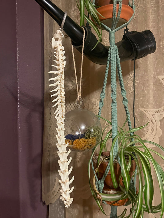 Reserved for Erin - Juvenile Bobcat Spinal Column Articulation