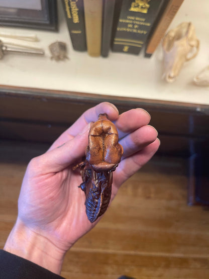 Reserved for Andrew - Dry Preserved Fetal Piglet