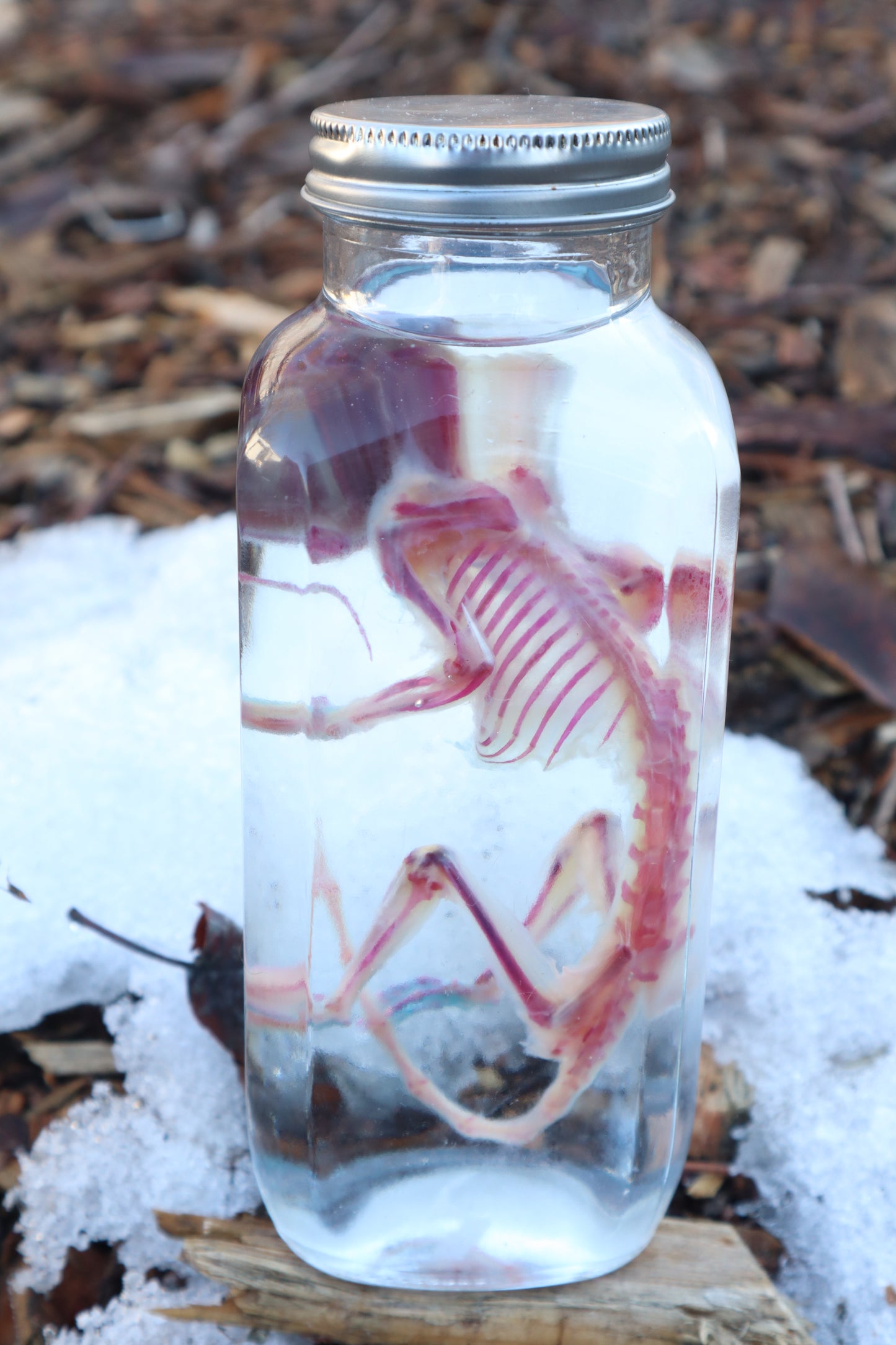 Reserved for Devyn - Diaphonized Sugar Glider