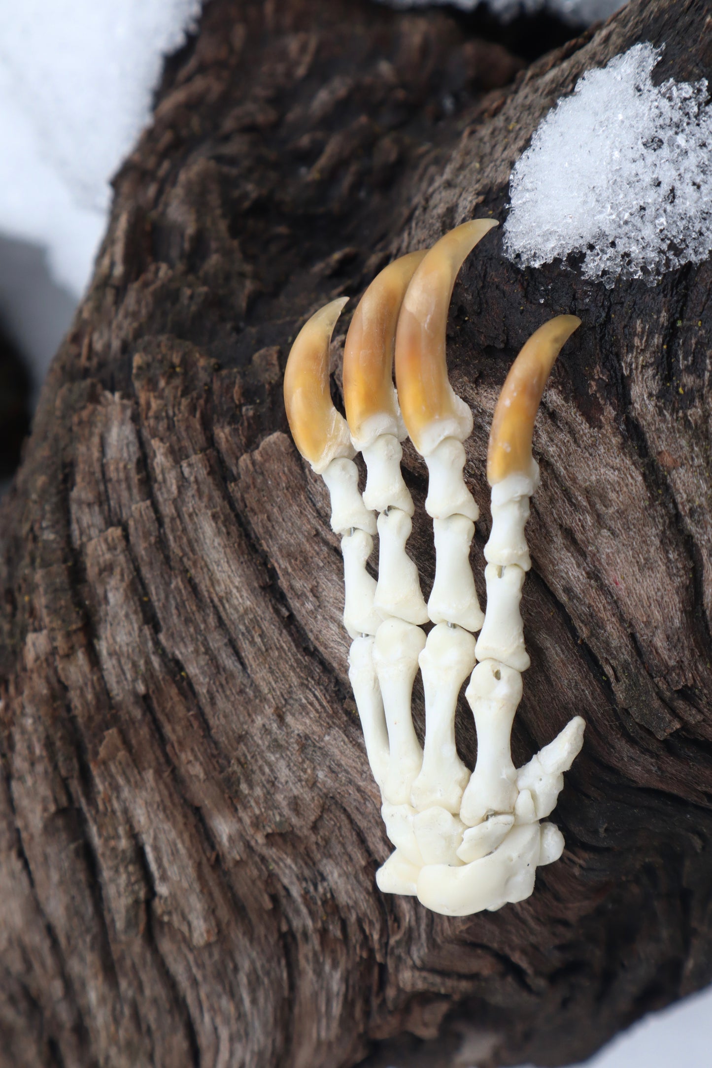 Porcupine Paw Articulation