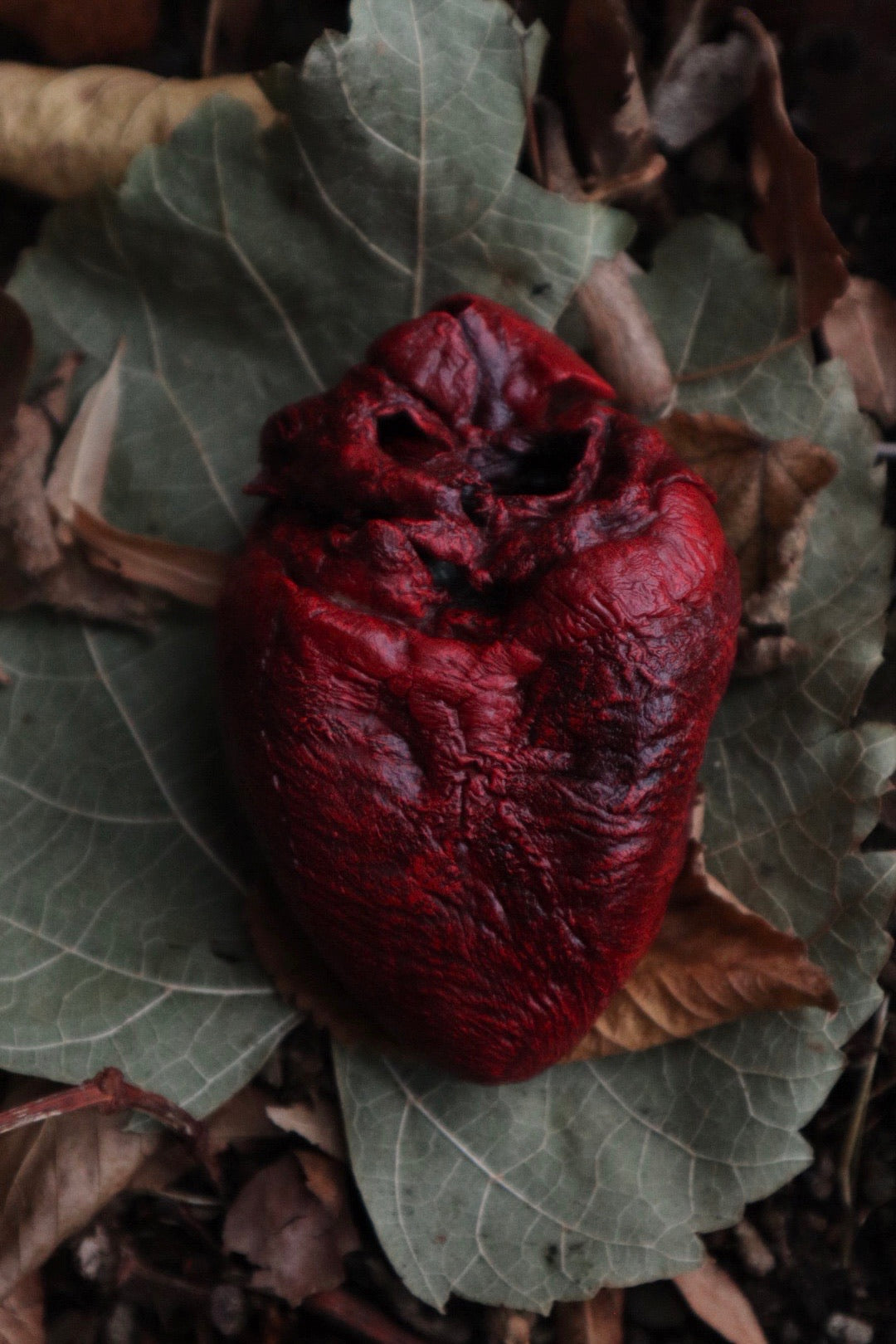 Dry Preserved Mountain Lion Heart