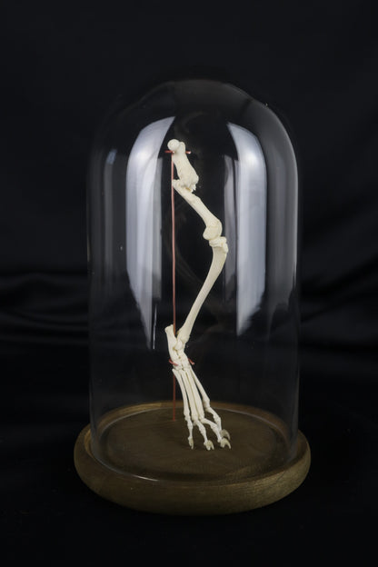 Pathological Domestic Kitten Leg Articulation
