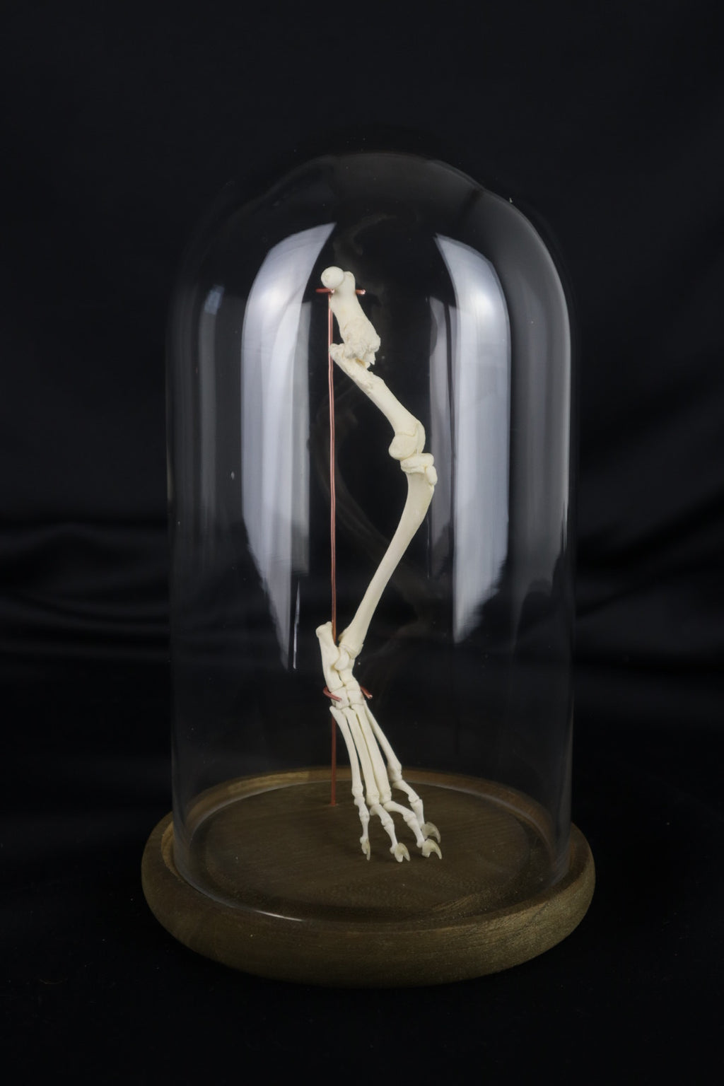 Pathological Domestic Kitten Leg Articulation