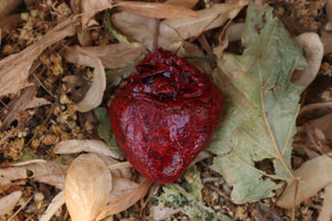 Reserved for Xana - Dry Preserved Coyote Heart