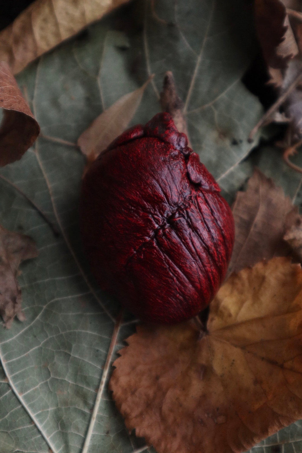 Dry Preserved Red Fox Heart