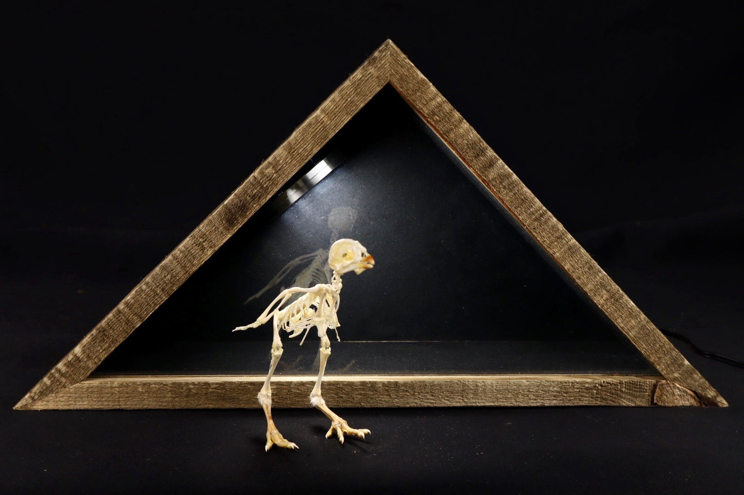 Sub-Adult Chicken Articulation in Glass Display Case
