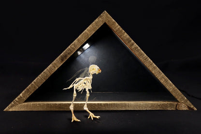 Sub-Adult Chicken Articulation in Glass Display Case