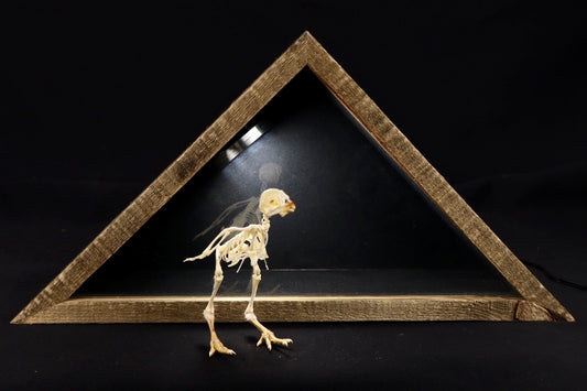 Sub-Adult Chicken Articulation in Glass Display Case