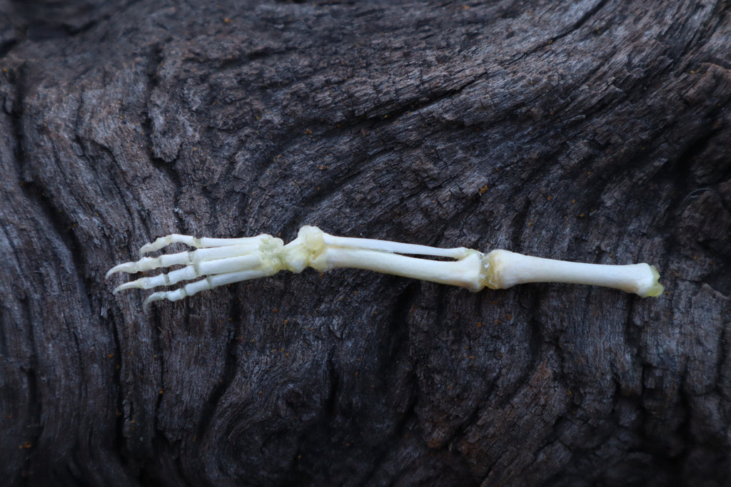 Stillborn Kitten Leg Articulation