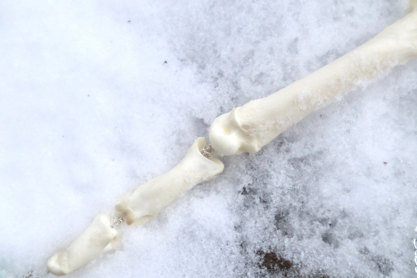 Mountain Lion Toe Pendulum with a Amazonite Point