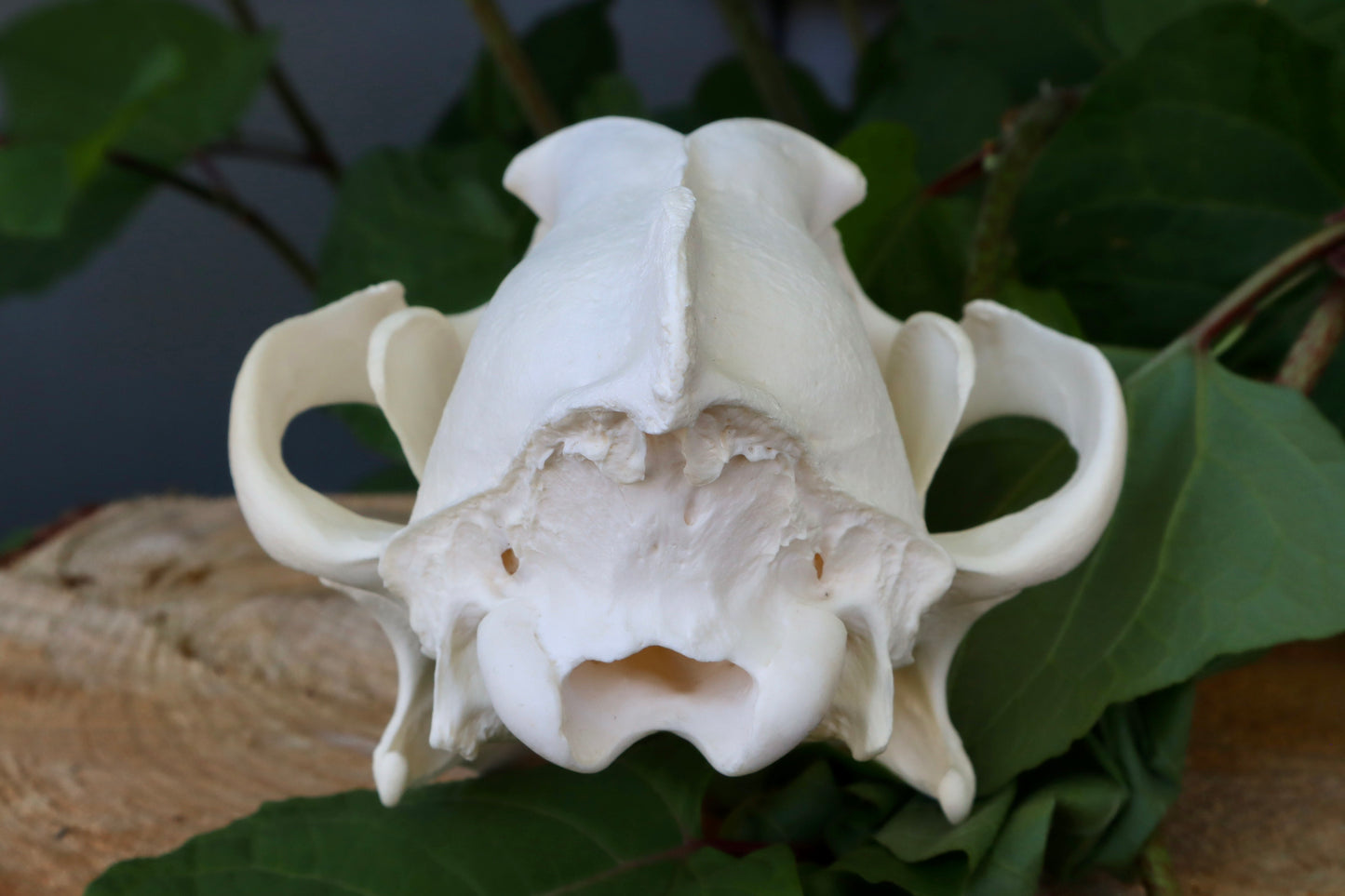 Reserved for Dan - Gray Wolf Skull