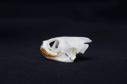 Red Eared Slider Skull