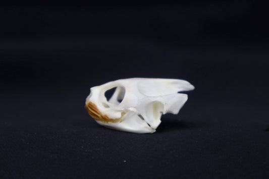 Red Eared Slider Skull