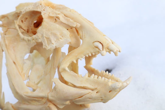 Reserved For Jared - Wrasse Fish Skull