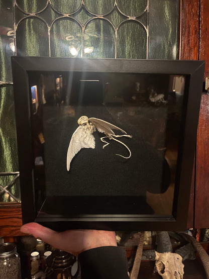 Articulated Baby Gryphon Skeleton