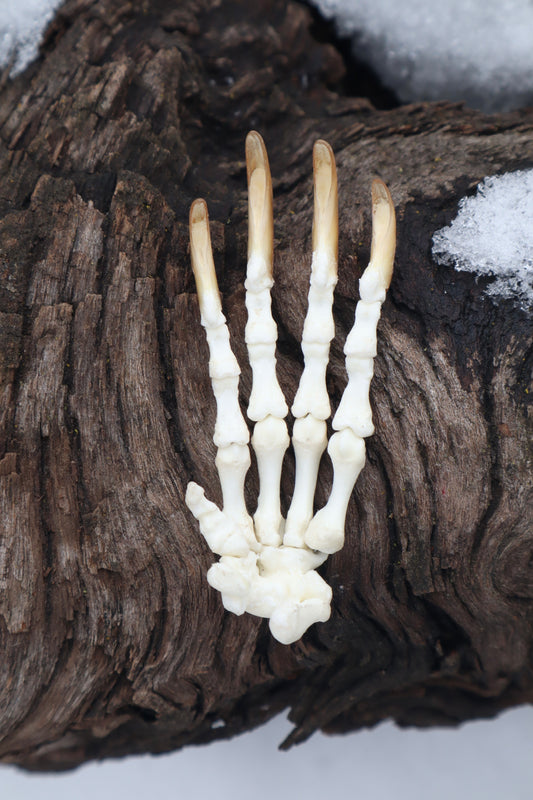 Porcupine Paw Articulation