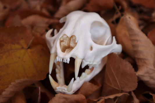 Alaskan Lynx Skull