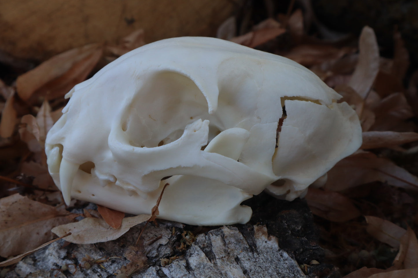 Reserved for Cam - Craft Bobcat Skull