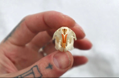 Rat Skull