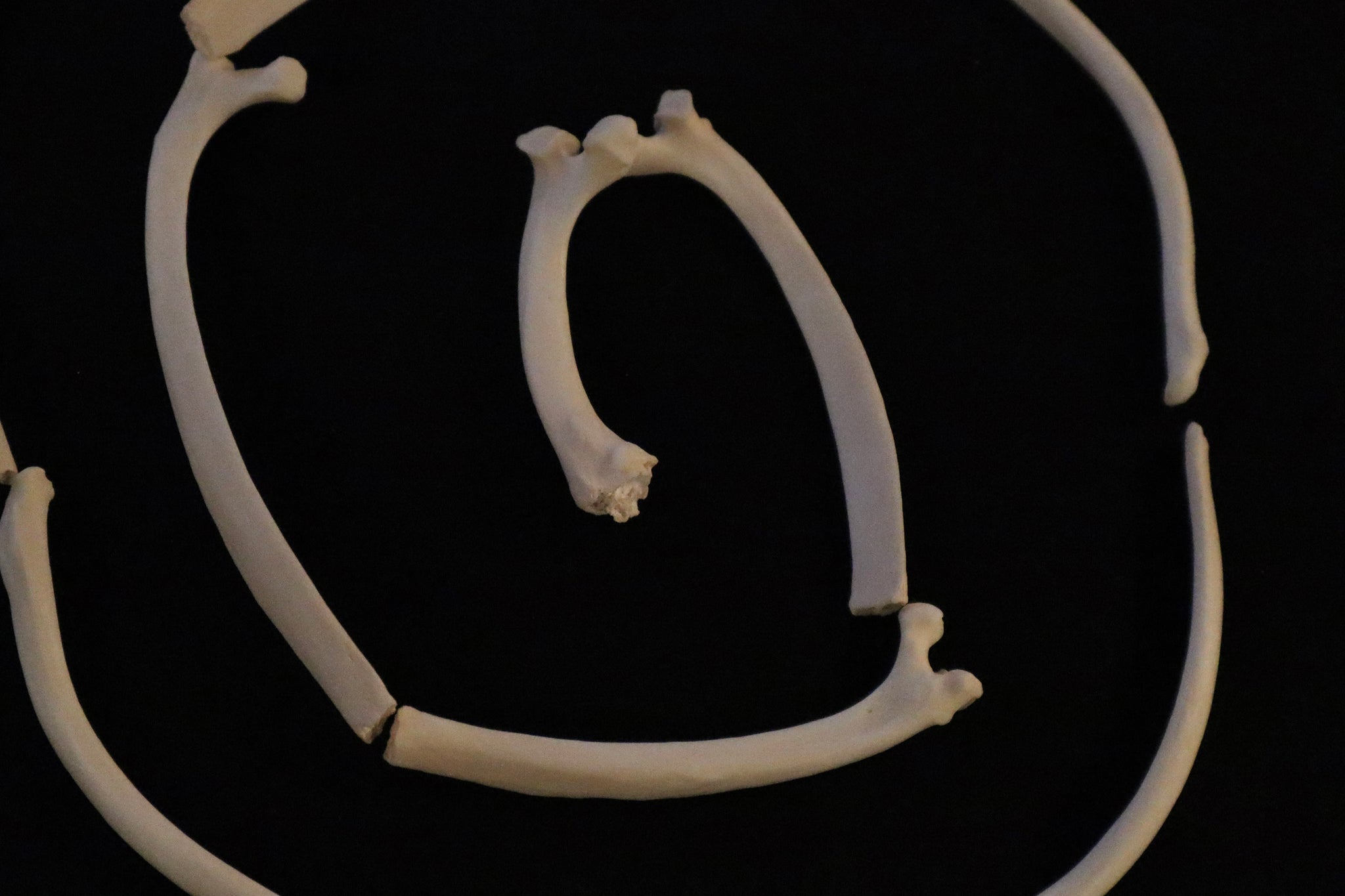 Gray Wolf Rib – Freyja's Forest