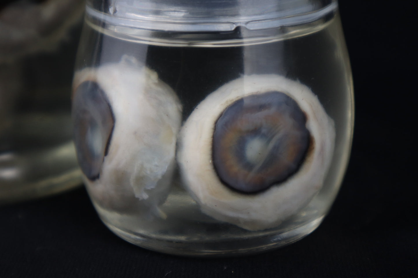 Reserved for Fabled Oddities  -  Wet Specimen Gray Wolf Eyeballs