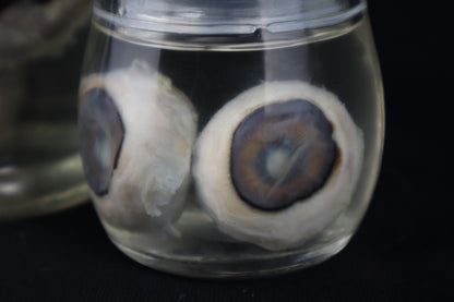 Reserved for Fabled Oddities  -  Wet Specimen Gray Wolf Eyeballs