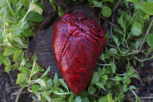 Reserved for Vinette - Dry Preserved Whitetail Deer Heart