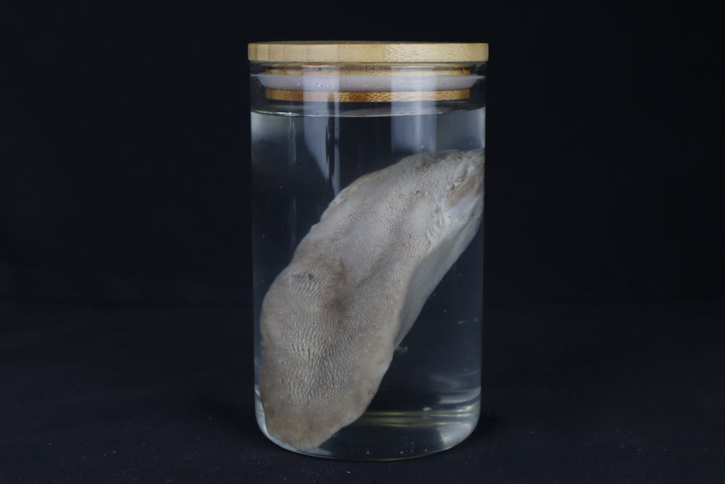 Mountain Lion Tongue Wet Specimen