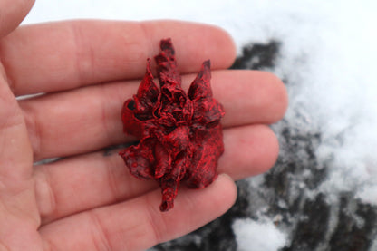 Dry Preserved Kitten Heart and Lungs