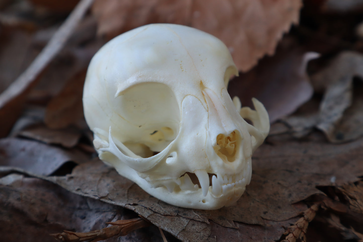 Reserved for Alycia - Kitten Skull