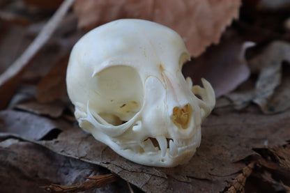 Reserved for Alycia - Kitten Skull