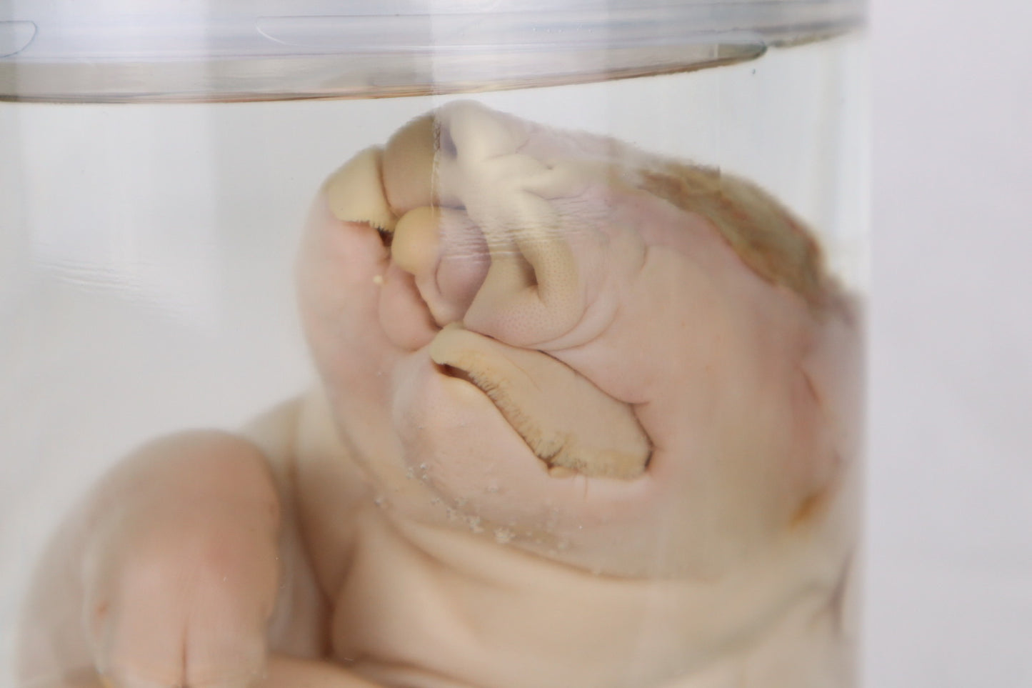 Reserved For Brianna - Wet Specimen Piglet with Congenital Disorders