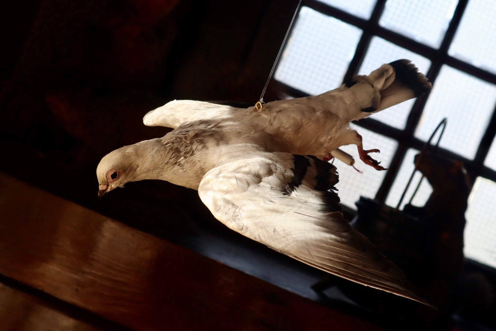 Taxidermy Pigeon