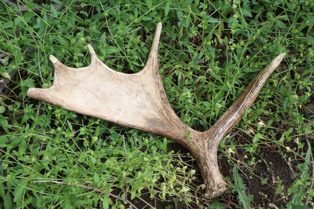 Reserved for Amanda - Naturally Shed Moose Antler